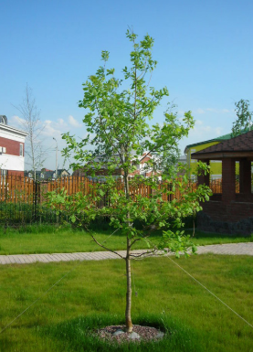 Дуб черешчатый