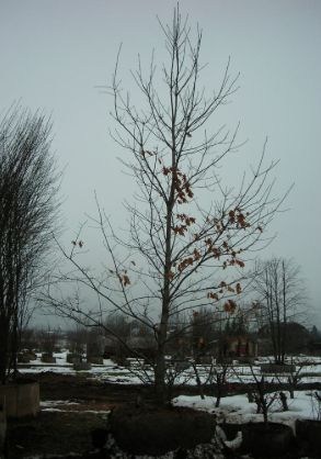 Дуб черешчатый