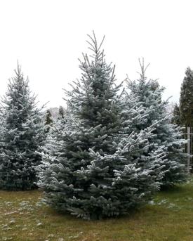 Ель голубая
Высота 4 – 5 метра