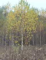 Берёза бородавчатая