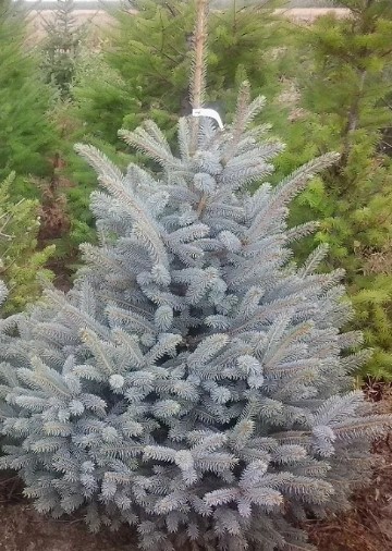 Ель серебристая