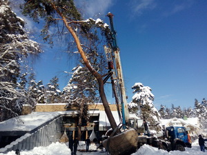 Пересадка деревьев (крупномеров)