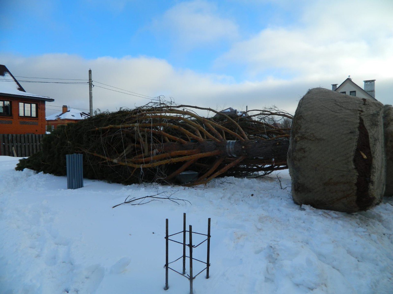 Пересадка деревьев (крупномеров)