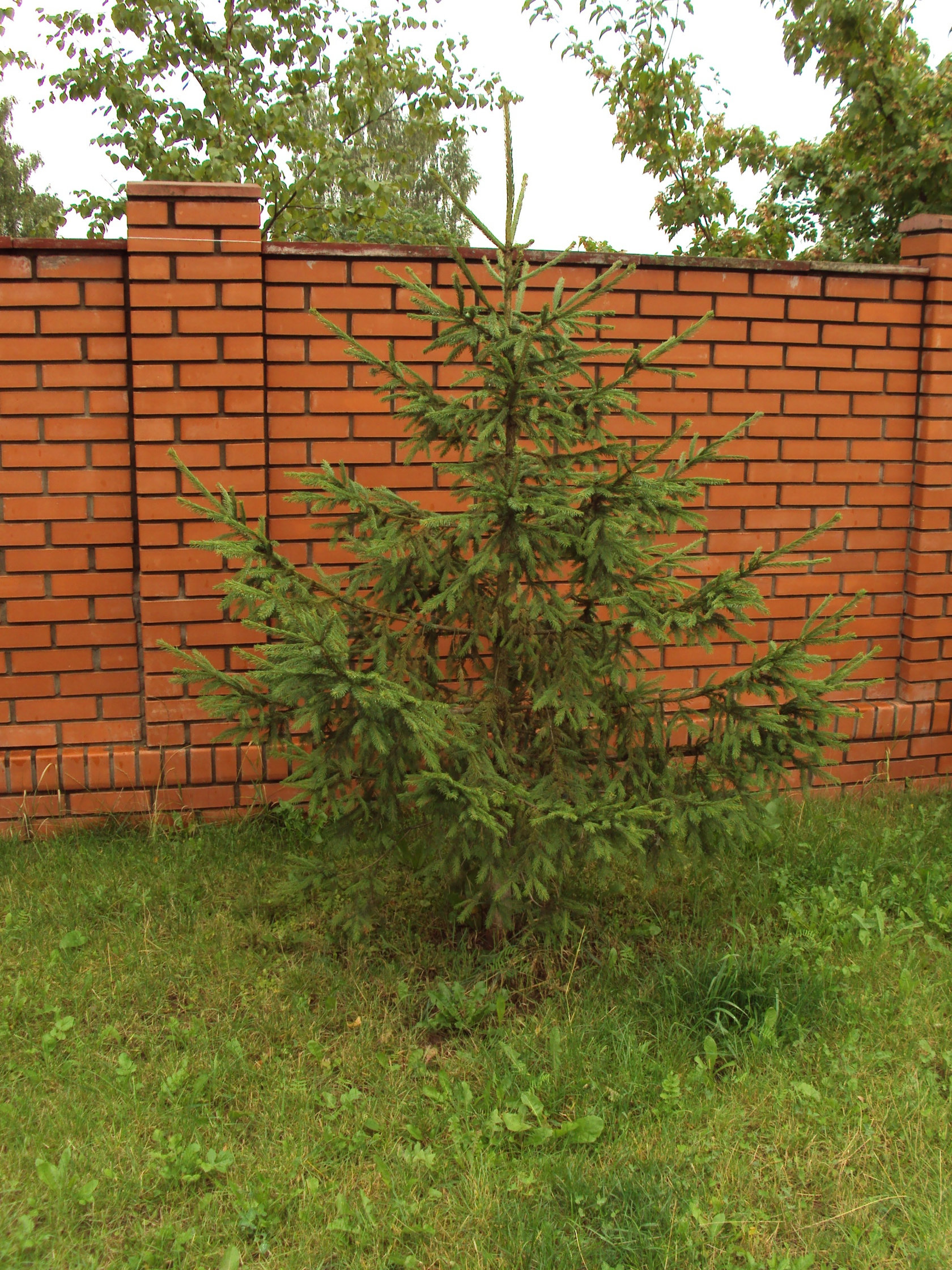 Ель обыкновенная 2-3 м