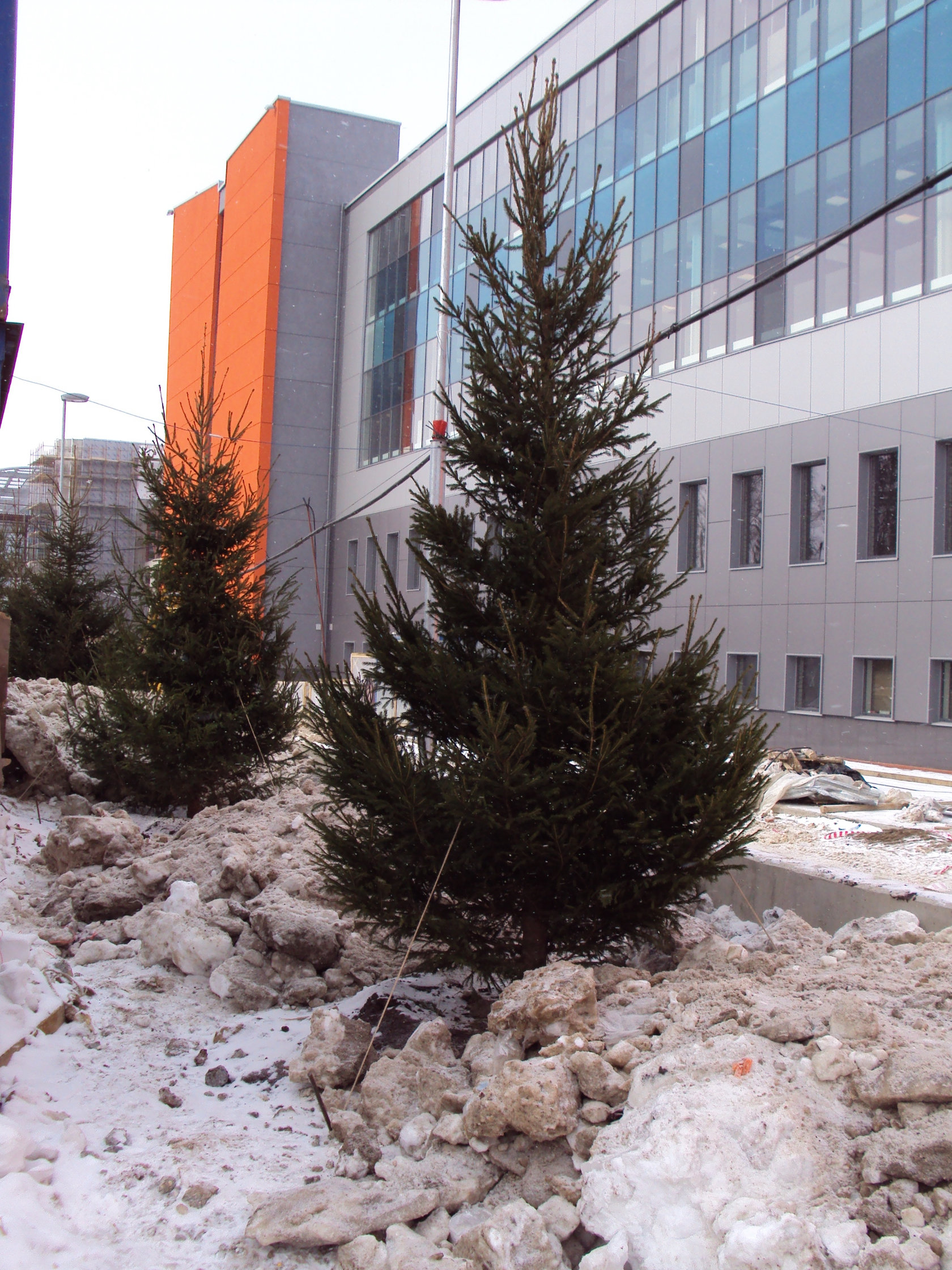 Ель обыкновенная 4-5 м