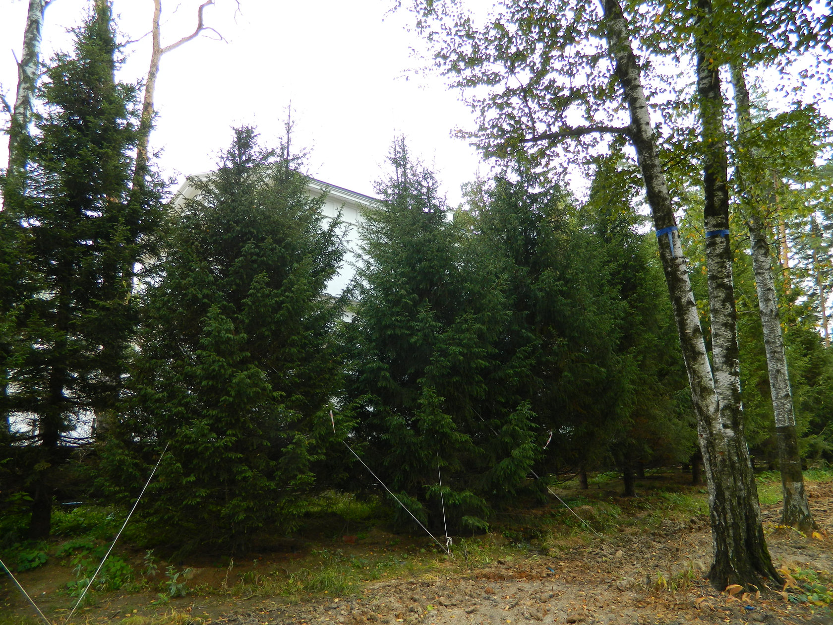 Ель обыкновенная 8-9 м