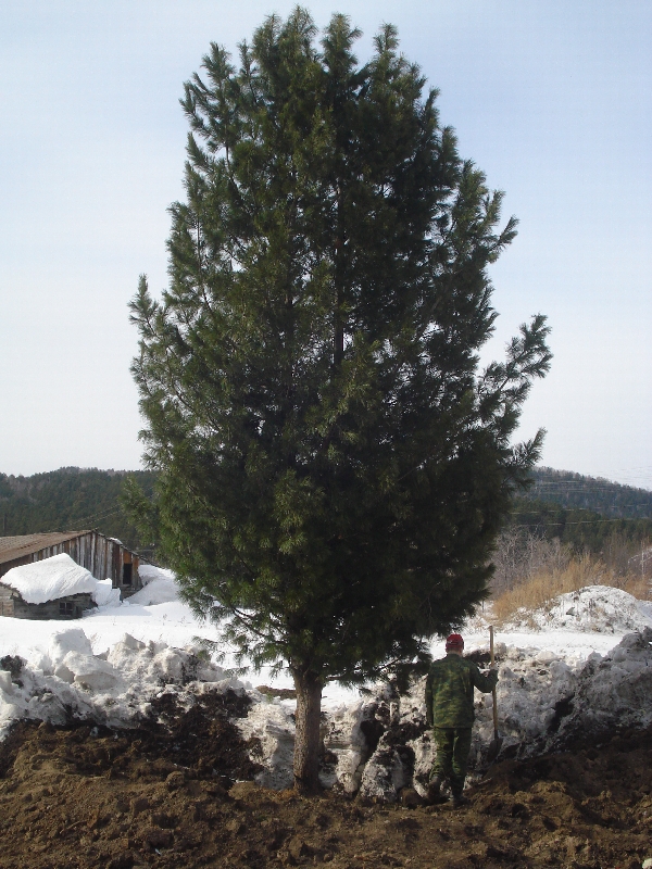 Кедр (сосна кедровая) от 12 до 15 м