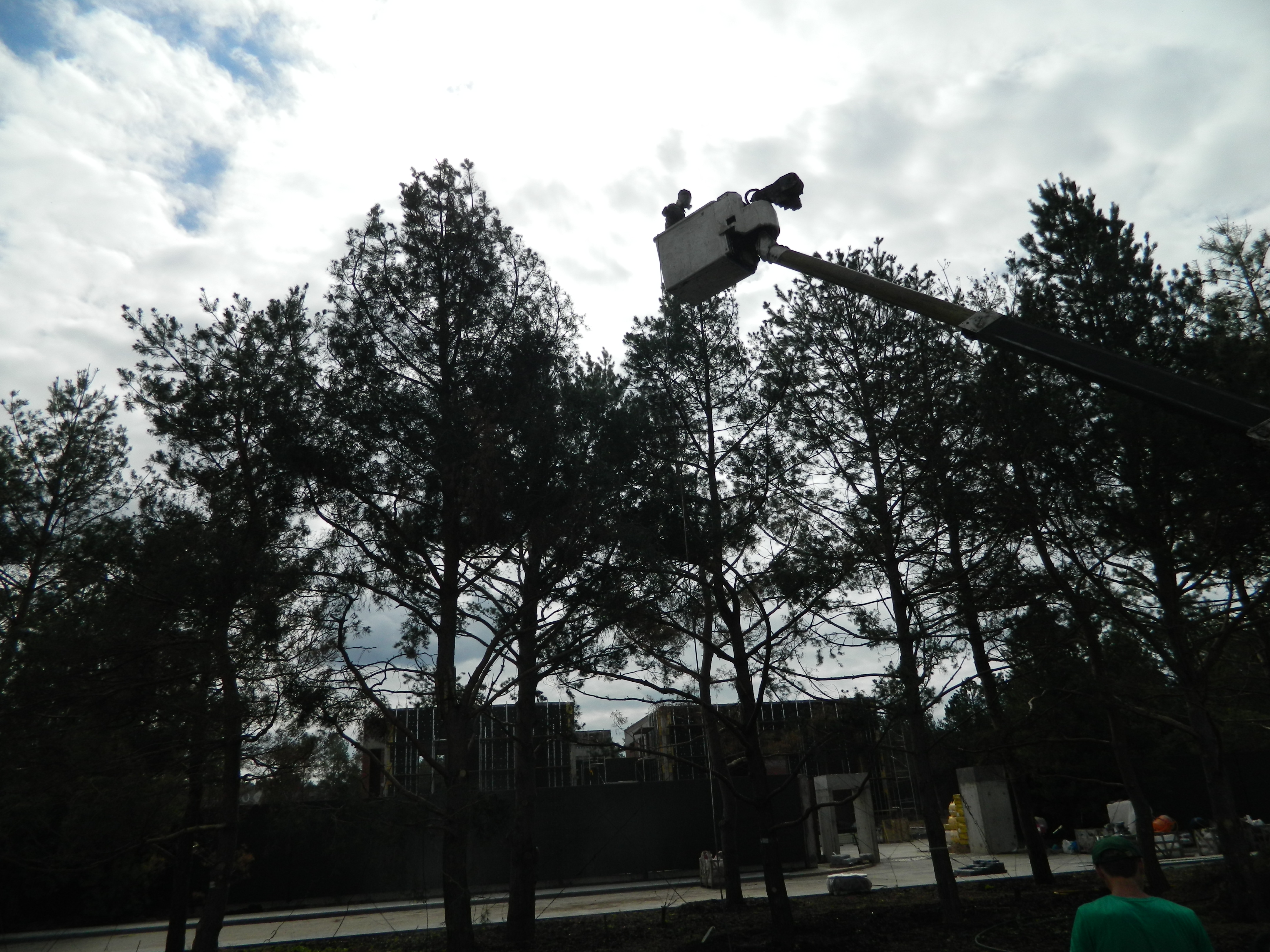 Обрезка деревьев с помощью автовышки